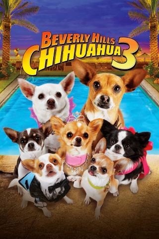 /uploads/images/nhung-chu-cho-chihuahua-3-thumb.jpg